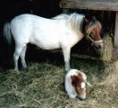 PREPARING_THE_PREGNANT_MARE_FOR_FOALING_1.rtf